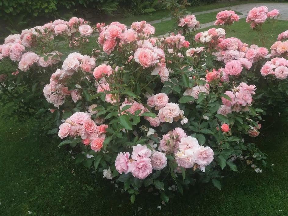 Casetta Delle Rose Biella Bagian luar foto